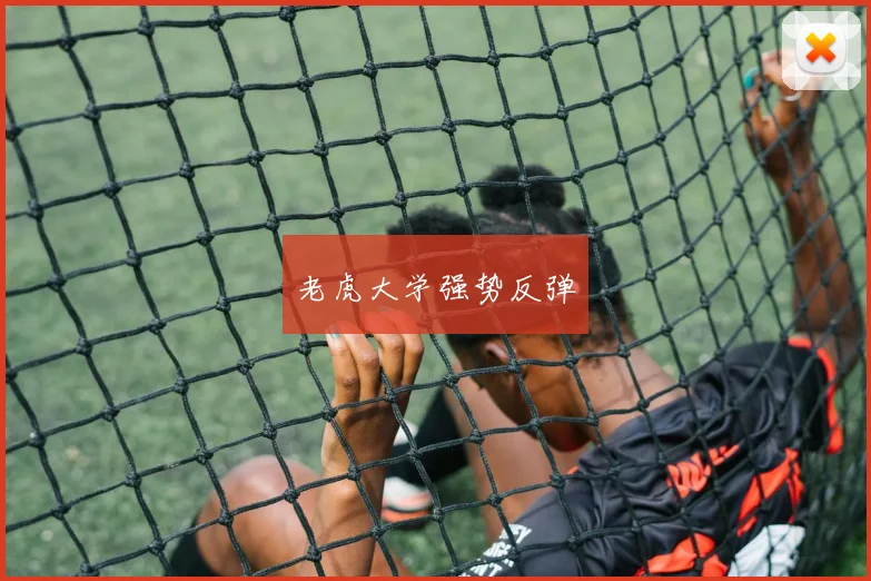 老虎大学强势反弹